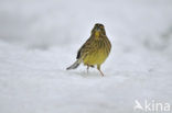 Yellowhammer (Emberiza citrinella)