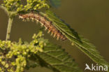 Gehakkelde aurelia (Polygonia c-album)