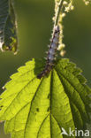 Gehakkelde aurelia (Polygonia c-album)