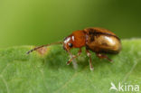 Gele kattenstaartaardvlo (Lythraria salicariae)