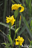 Gele lis (Iris pseudacorus)