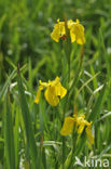 Gele lis (Iris pseudacorus)