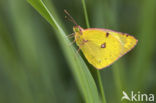 Pale Clouded Yellow (Colias hyale)