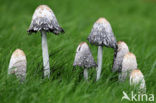 Geschubde inktzwam (Coprinus comatus)