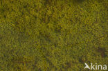 Six-stamened Waterwort (Elatine hexandra)