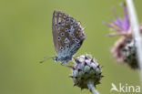 Polyommatus daphnis