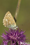 Polyommatus daphnis