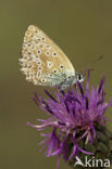 Polyommatus daphnis