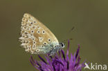 Polyommatus daphnis