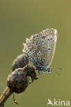Polyommatus daphnis