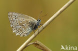 Polyommatus daphnis