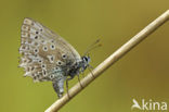 Polyommatus daphnis