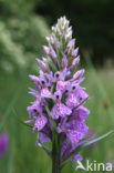 Gevlekte orchis (Dactylorhiza maculata) 