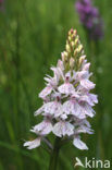 Gevlekte orchis (Dactylorhiza maculata) 