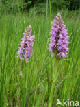 Gevlekte orchis (Dactylorhiza maculata) 