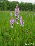 Gevlekte orchis (Dactylorhiza maculata) 