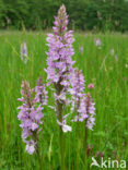 Gevlekte orchis (Dactylorhiza maculata) 