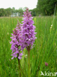 Gevlekte orchis (Dactylorhiza maculata) 