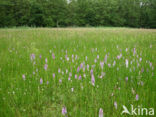 Gevlekte orchis (Dactylorhiza maculata) 