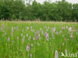 Gevlekte orchis (Dactylorhiza maculata) 