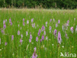 Gevlekte orchis (Dactylorhiza maculata) 