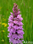 Gevlekte orchis (Dactylorhiza maculata) 