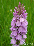 Gevlekte orchis (Dactylorhiza maculata) 