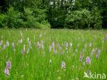 Gevlekte orchis (Dactylorhiza maculata) 