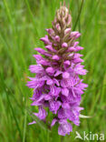 Gevlekte orchis (Dactylorhiza maculata) 