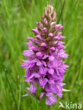 Gevlekte orchis (Dactylorhiza maculata) 