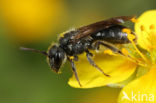 Gewone dwergzandbij (Andrena minutula)