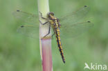 Black-tailed Skimmer (Orthetrum cancellatum)