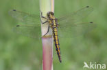 Black-tailed Skimmer (Orthetrum cancellatum)