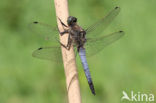 Black-tailed Skimmer (Orthetrum cancellatum)