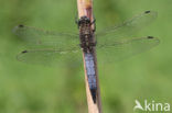 Black-tailed Skimmer (Orthetrum cancellatum)