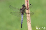 Black-tailed Skimmer (Orthetrum cancellatum)