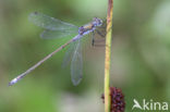 Gewone pantserjuffer (Lestes sponsa)