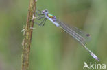 Gewone pantserjuffer (Lestes sponsa)