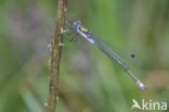 Gewone pantserjuffer (Lestes sponsa)