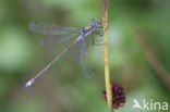 Gewone pantserjuffer (Lestes sponsa)