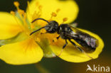 Gewone smaragdgroefbij (Lasioglossum leucopus)