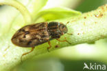 Gewone weerschijntreder (Helophorus brevipalpis)