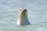 Common Seal (Phoca vitulina)