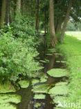 Various-leaved Waterstarwort (Callitriche platycarpa)