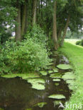 Various-leaved Waterstarwort (Callitriche platycarpa)