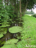 Various-leaved Waterstarwort (Callitriche platycarpa)