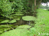 Various-leaved Waterstarwort (Callitriche platycarpa)