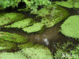 Various-leaved Waterstarwort (Callitriche platycarpa)