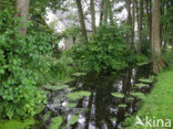 Various-leaved Waterstarwort (Callitriche platycarpa)