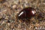 Gnathoncus communis